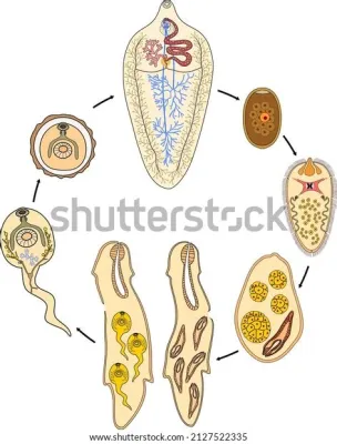  Distomum - A Tiny Trematode With an Epic Lifecycle Journey Through Three Different Hosts