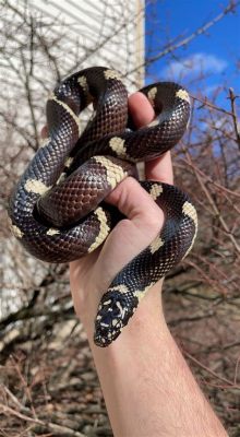  Kingsnake! Discover the Scaly Charmer With its Powerful Constriction and Striking Beauty