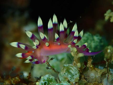  Nudibranch: These Colorful Sea Slugs are Masters of Disguise and Carnivorous Connoisseurs!