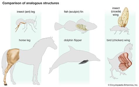  Oxytrichidae Là Loài Động Siêu Tinh Vi, Vượt Quá Khả Năng Của Mọi Chủng Loại Động Vật Bằng Cách Sở Hữu Cấu Trúc Nội Bộ Rất Phức Tạp?!