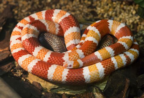  Rắn Milksnake – Một loài rắn không độc với những hoa văn đẹp mắt như một bức tranh nghệ thuật!