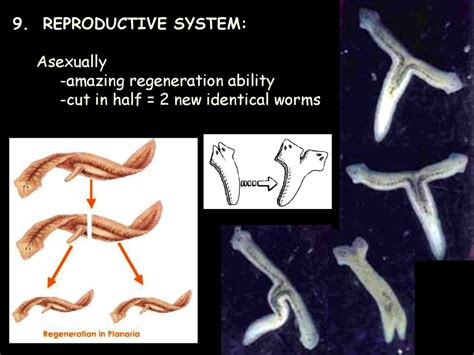  Rhabdonema! Sẽ Làm Bạn Ngạc Nhiên Với Khả Năng Tái Sinh Kỳ Diệu Của Loài Giun Đất Này