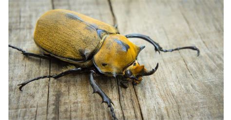  Vespidae Là Gì - Những Con Bọ Cánh Cứng Lớn Nhất Thế Giới Chắc Chắn Sẽ Gây Kinh Ngạc