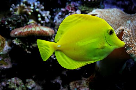  Yellow Tang!  A Colorful Reef Dweller That Thrives in Tropical Paradise