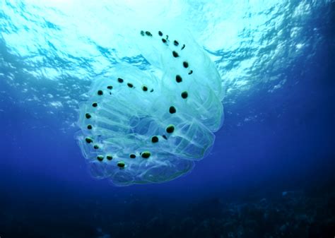  Cá Tunicate: Một Loài Cá Có Bào Ngạch Nhanh Chóng Như Sét Và Sống Như Thủy Tinh Trong Nước