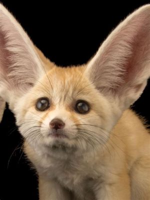  Fennec Fox: The Tiny Desert Dweller with Enormous Ears That Will Steal Your Heart!