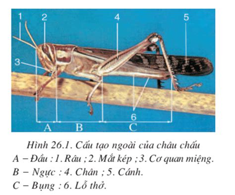  Ghẹ: Một con vật có vỏ cứng và di chuyển bằng cách bóp cơ