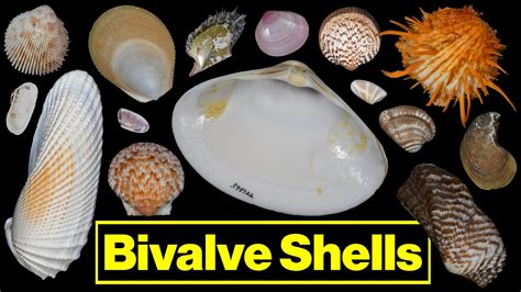  JingTao! A Bivalve with Exquisite Shells and Thriving Filtration Prowess