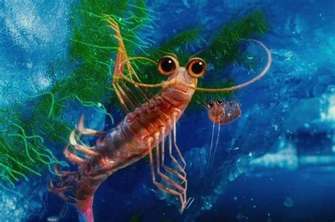  Krill: Những Con Tôm Nhỏ Bé Có Vai Trò Lớn Trong Hệ Sinh Thái Biển!