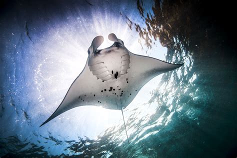  Mantaray!  Discovering a Colorful Amphibian That Thrives in Both Water and Land