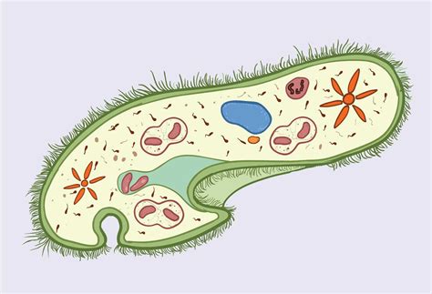  Paramecium: Một sinh vật đơn bào di chuyển bằng lông bơi và có khả năng tự dưỡng!