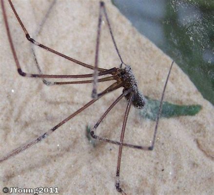  Pholcidae Là Những Kiến Trúc Sư Của Lưới Bẫy Tối Ưu Hoặc  Nó Là Một Nghệ Thuật Tự Nhiên Thật Sự Tuyệt Vời!