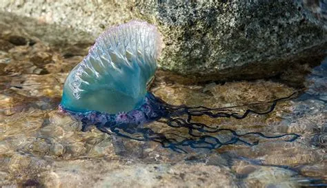  Physalia physalis: A Gelatinous Wonder Combining Stinging Tentacles with Graceful Drifting!