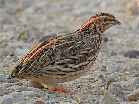  Quail!  A Tiny Bird With Feathers Like Velvet and Eyes That Can Spot a Seed From Afar