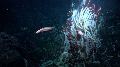  Quasipolynoe! An Unconventional Dweller Hiding Beneath the Seafloor's Surface