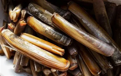  R Razor Clam: A Treasure Trove Hiding Beneath Sandy Shores!