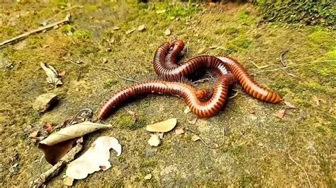  Rearing WoRMS: Discovering a Millipede Mastermind?