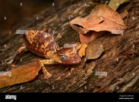  Uroplatus! Lizards That Look Like Leaves Stuck To Trees – But Are They Really Just Pretending?