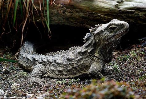  Walls Are No Match for This Ancient Reptile: Unveiling the Secrets of the Wall Lizard!