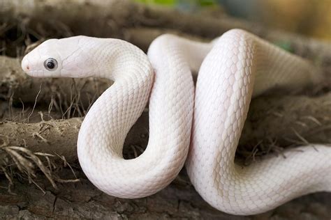  Rắn Trắng (Texas Rat Snake) - Con Rắn Lạnh Lùng Và Vận Động Nhanh Như Chớp!