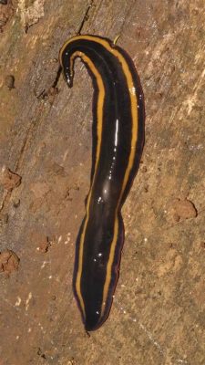  Zoochlora: A Tiny Flatworm with Remarkable Regenerative Abilities!